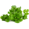 Cilantro